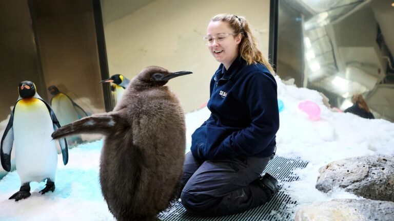 Pesto the Penguin
